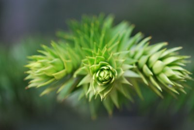 Araucaria araucana - blahočet čilský - jarní výhonek